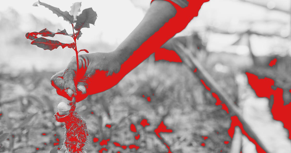 A hand planting a tree